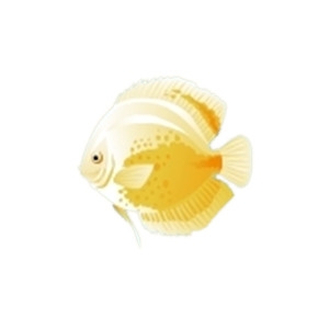 Yellow Calico Discus